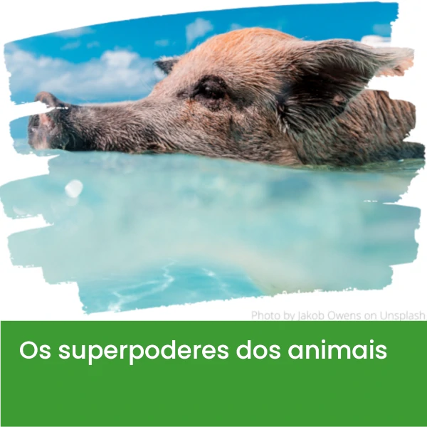 Os_superpoderes_dos_animais3.webp>